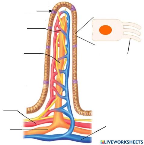 Labelling the structure of villi