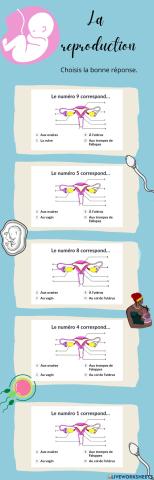 Les parties de l'appareil reproducteur féminin