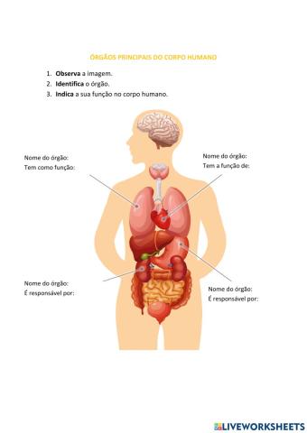 Órgãos principais do corpo humano