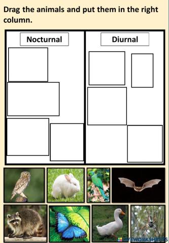 Nocturnal and diurnal