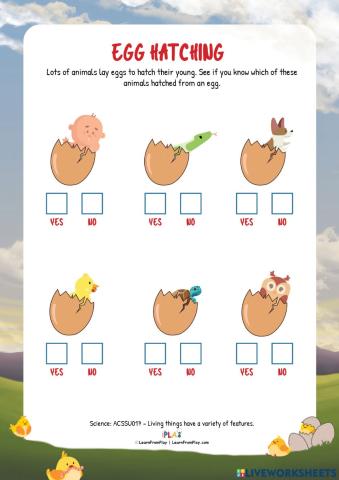 Are These Hen's Eggs - Egg Hatching