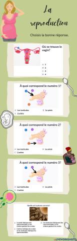 Les organes reproducteurs