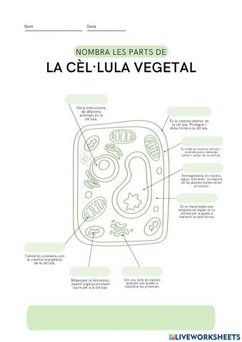 Cèl·lula vegetal