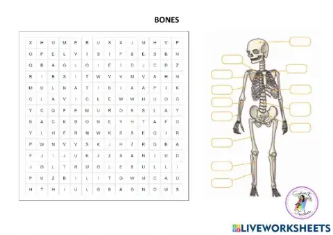 Bones and muscles searchword