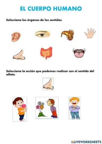 Órganos del cuerpo humano