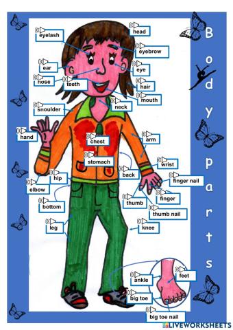 Body parts