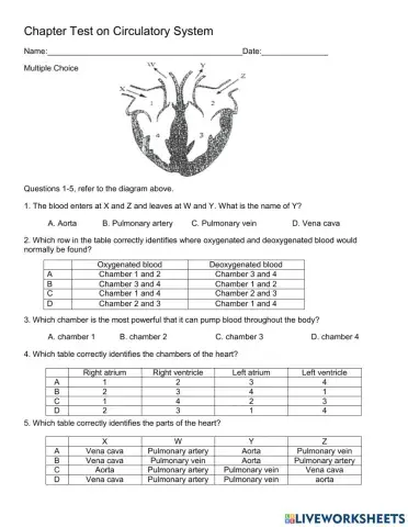 Chapter Test on Circulatory System