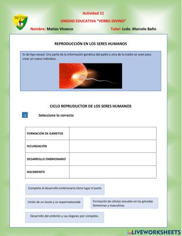 Sistema reproductor humano