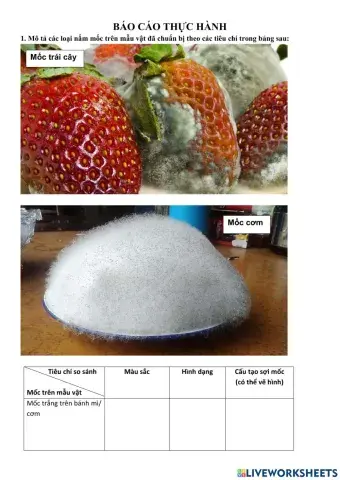 Báo cáo thực hành quan sát nấm