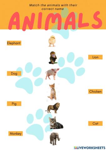 Animals