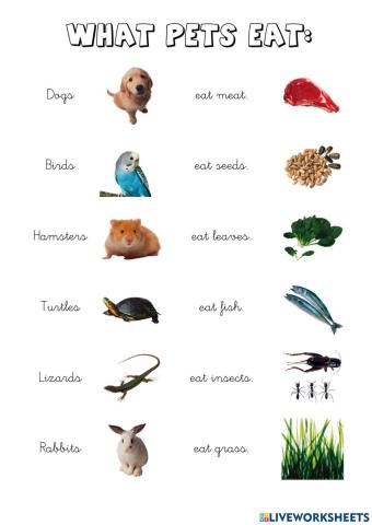 What pets eat.