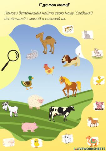 Детеныши домашних животных