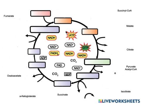 Krebs Cycle