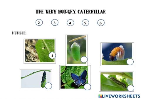 The Life of a Butterfly