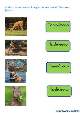 Repaso de las características de los animales