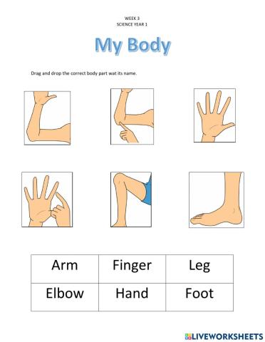 Body parts