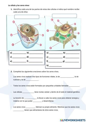 La célua y los seres vivos