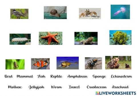 Types of Animals