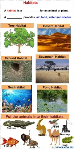 Animal Habitats