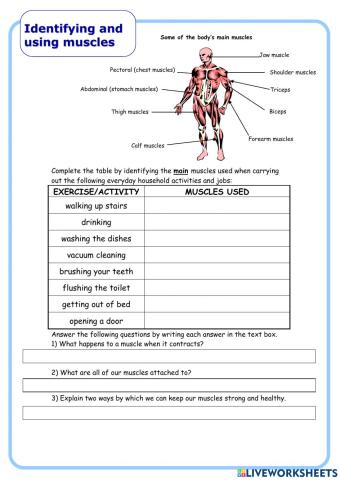 Identifying muscles