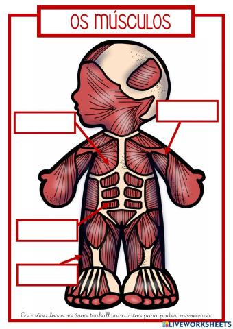 Os músculos