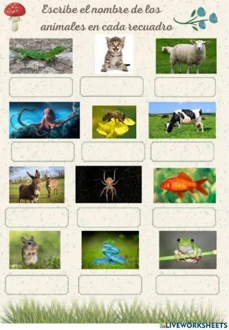 Vocabulario ingles animales
