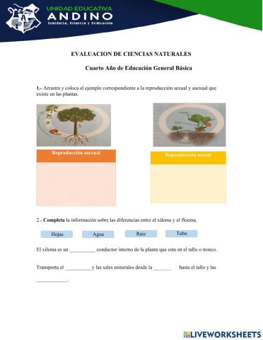 Evaluación CCNN Andino 4to año