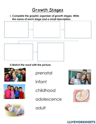 Growth Stages