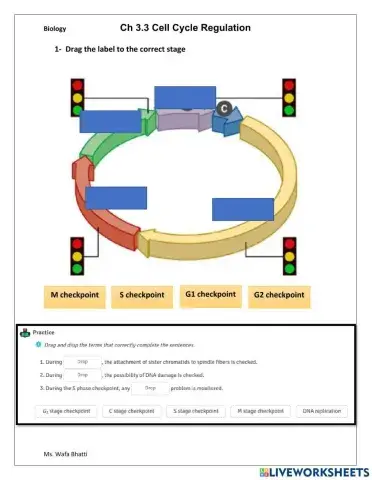 Cell cycle regulation