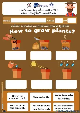 How to grow plant?