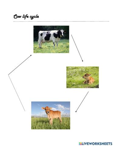Cow life cycle