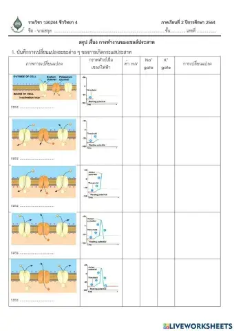 ใบงานสรุป เรื่อง การทำงานของเซลล์ประสาท