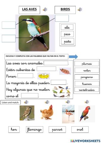 Las aves - birds