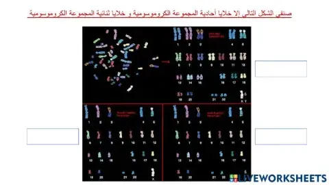المجموعة الكروموسومية