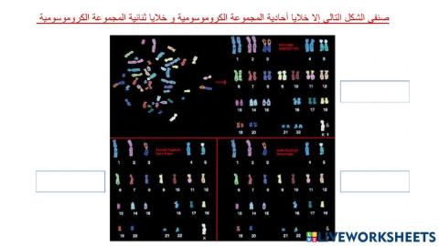 المجموعة الكروموسومية