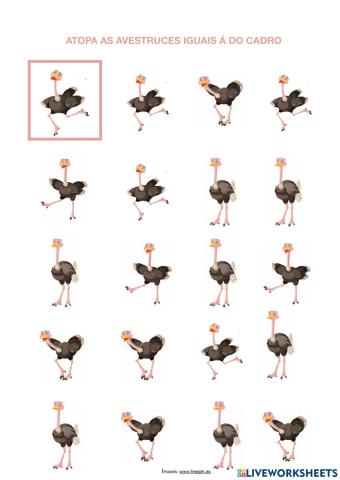 Atopa as avestruces iguais