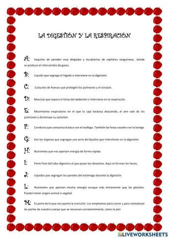 La digestión y la respiración