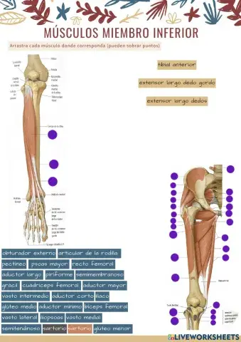 Músculos extremidad inferior 3