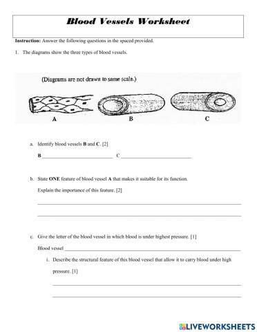 Blood Vessels Worksheet