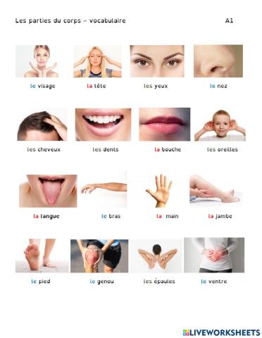 Parties du corps - Vocabulaire