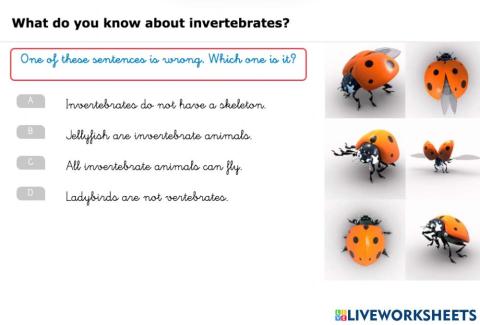 Animals invertebrates