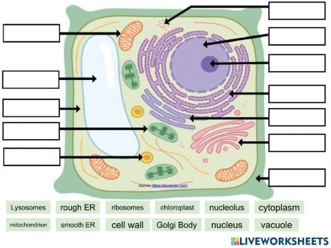 Cell Organelles Labeling