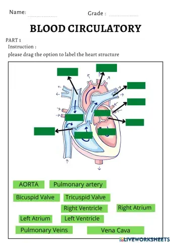 Blood circulatory