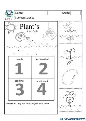 Plants Life Cycle