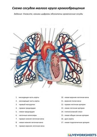 Сосуды малого круга кровообращения