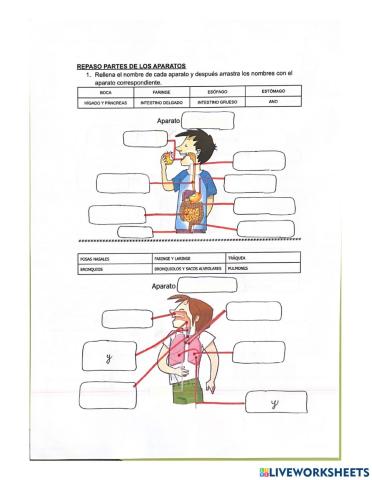 órganos de la función de nutrición