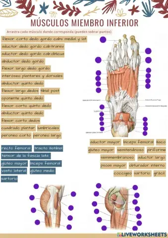 Músculos miembro inferior 2