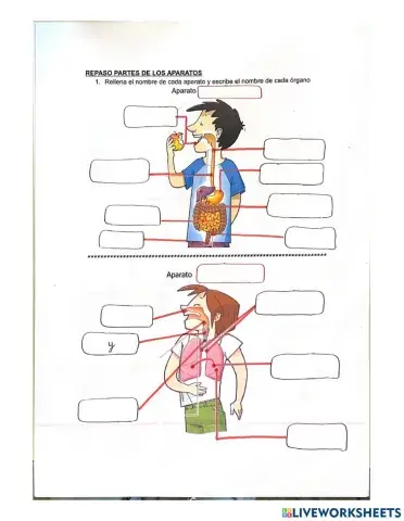 Órganos de la función de nutrición