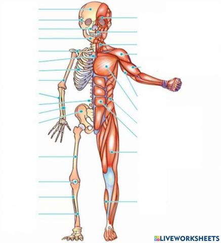 El aparato locomotor