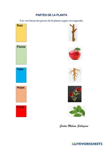Partes de la planta